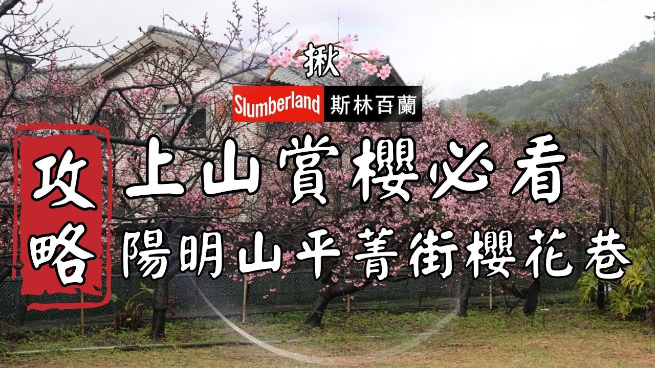 🌸 2026年🌸 陽明山平菁街42巷交通資訊全指引 #陽明山 #櫻花 #平菁街 #旅行 #台北市