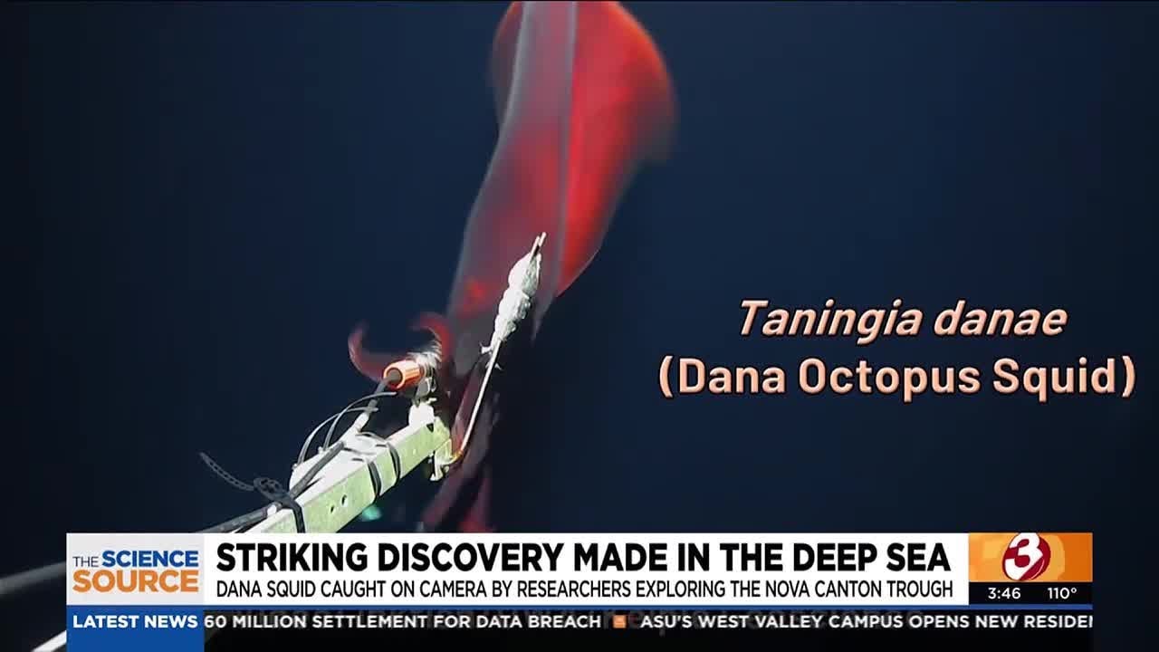Dana squid caught on camera by researchers exploring the nova canton trough