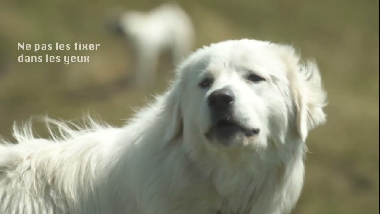 Chiens de protection des troupeaux : épisode 1