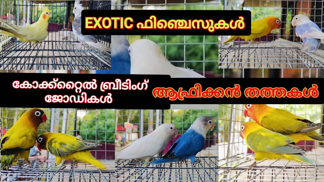 കോക്ക്റ്റൈൽ ബ്രീടിംഗ് ജോഡികൾ, ആഫ്രിക്കൻ തത്തകൾ, EXOTIC Fincheseukal