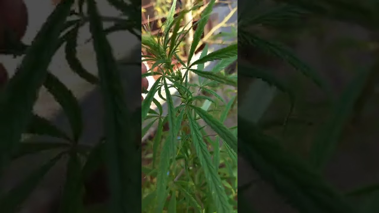 planta macho de marihuana/cannabis