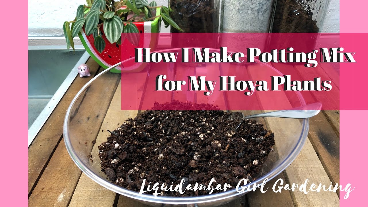 Potting Mix I Use for my Hoya Plants