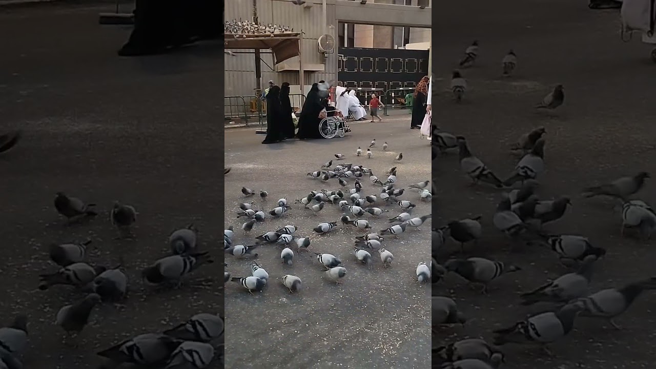 A Lot Of Pigeon In Outside Of Ka'ba|@mahmudulsvlog5161 #religion #islam #islamic #islamicvideo