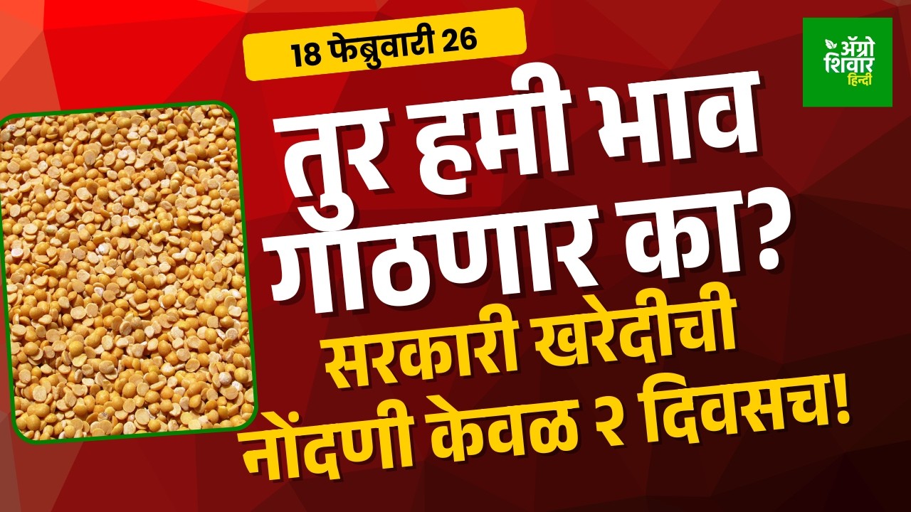 Turbajarbhav: तूर विकावी का थांबवावी? बाजारातील पुढील मोठी चाल समजून घ्या!