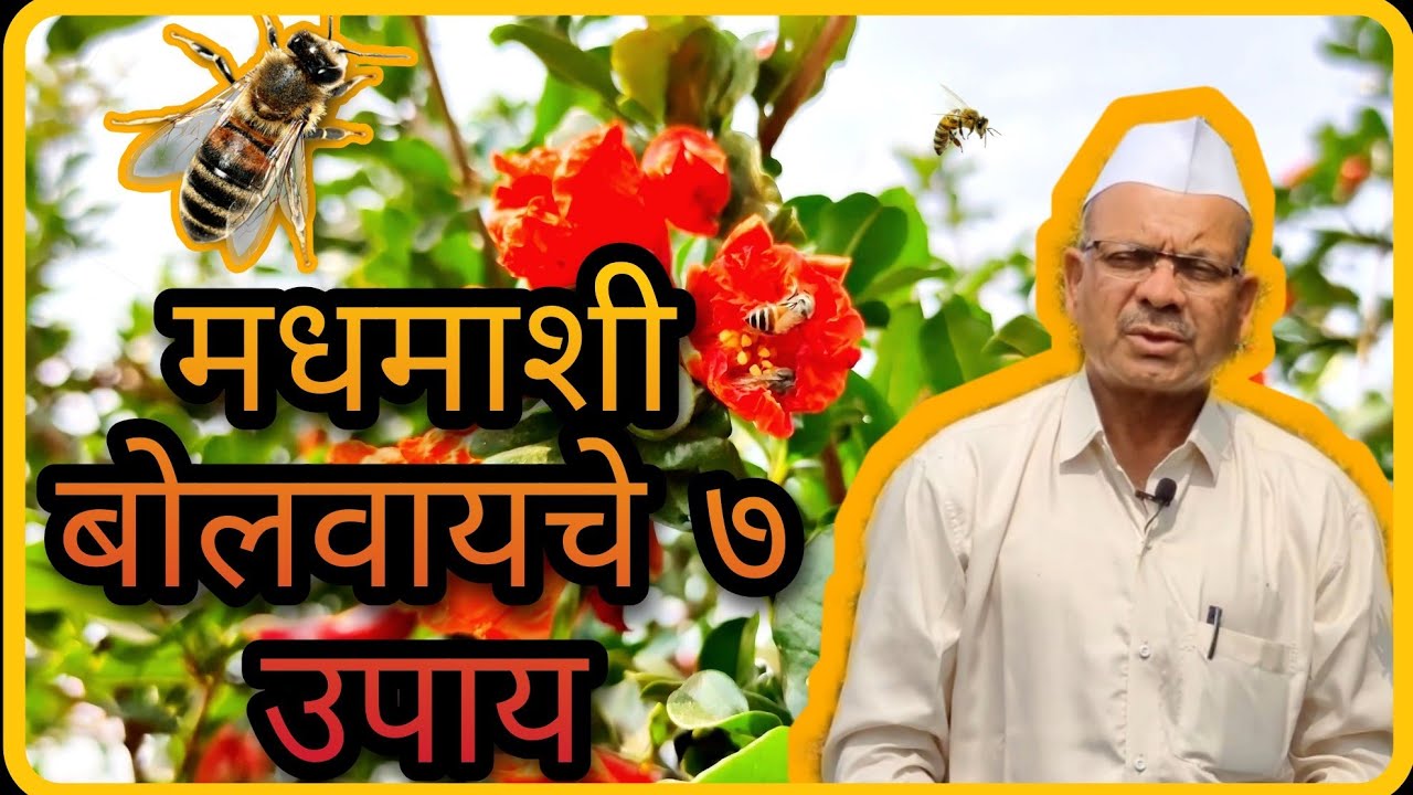 कोण म्हणतं डाळिंब बागेत मधमाशी येत नाही? || डाळिंब बागायतदार status || डाळिंब status