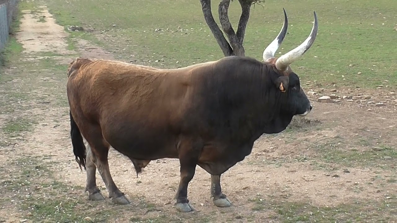 Salvando la cachena de la extinción