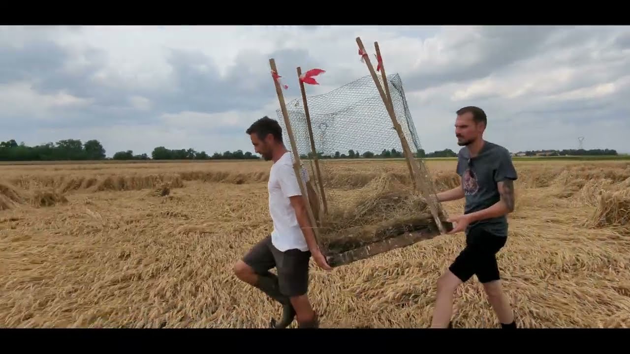 Mission sauvetage de busards cendrés en Bourgogne - LPO BFC