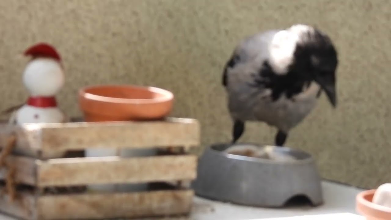 Away With The Birds
