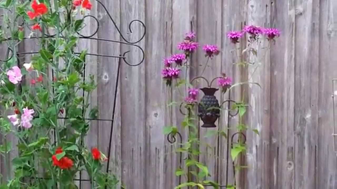 Hummingbird on Bee Balm