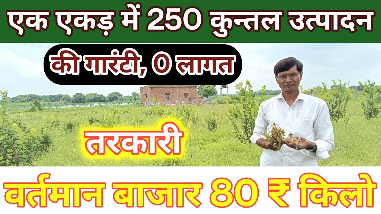 किसी भी तरह की मिट्टी में, 120 दिन की फसल एक बार बुवाई करैं 20 साल तक तुड़ाई करें ...
