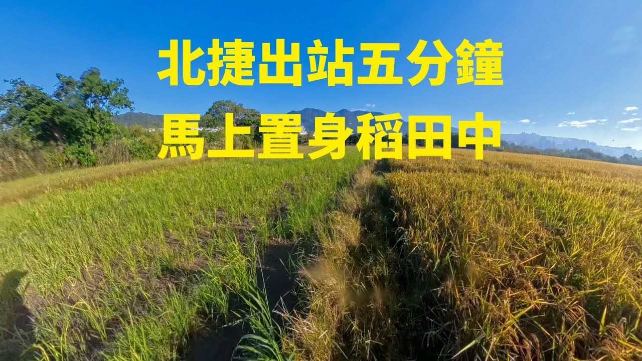 北捷出站五分鐘，馬上置身稻田中 