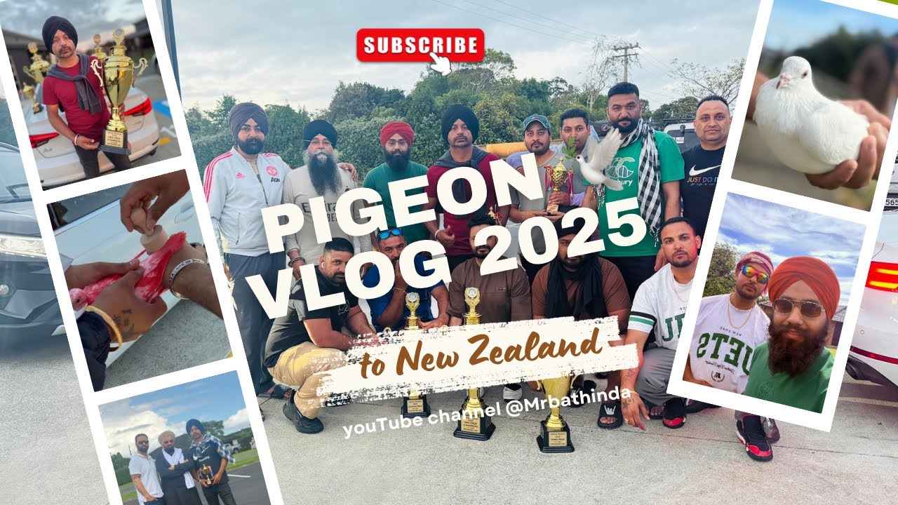 ਪਹਿਲੀ ਬਾਜੀ ਛੱਡੀ ਨਿਊਜ਼ੀਲੈਂਡ ਚ 2025॥ The first pigeon competition in New Zealand 2025॥ #kabootar 