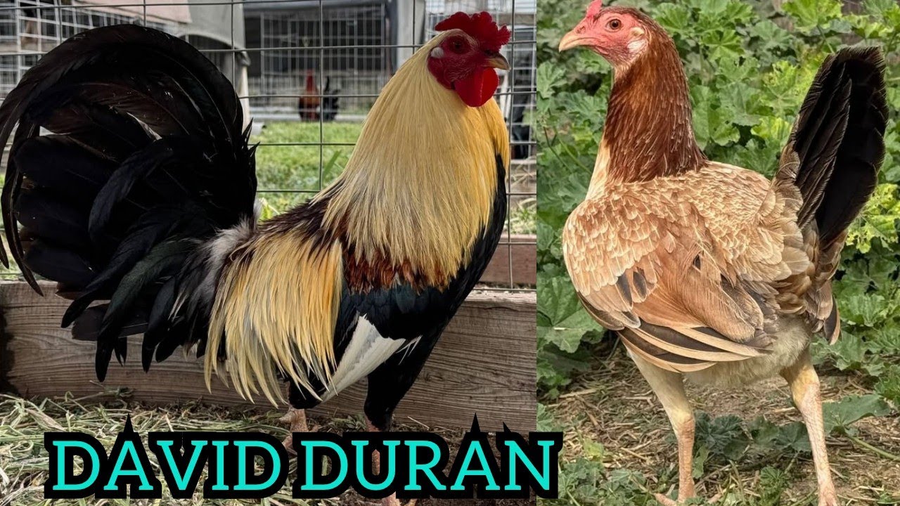 David Duran Outdoor Breeding Pens - Big Farm USA