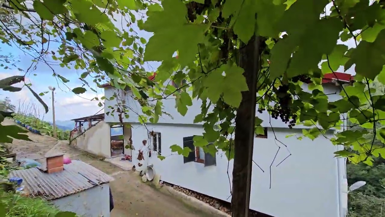 Üzüm asmasından üzüm yerken - Trabzon Araklı Pervane Alçakdere