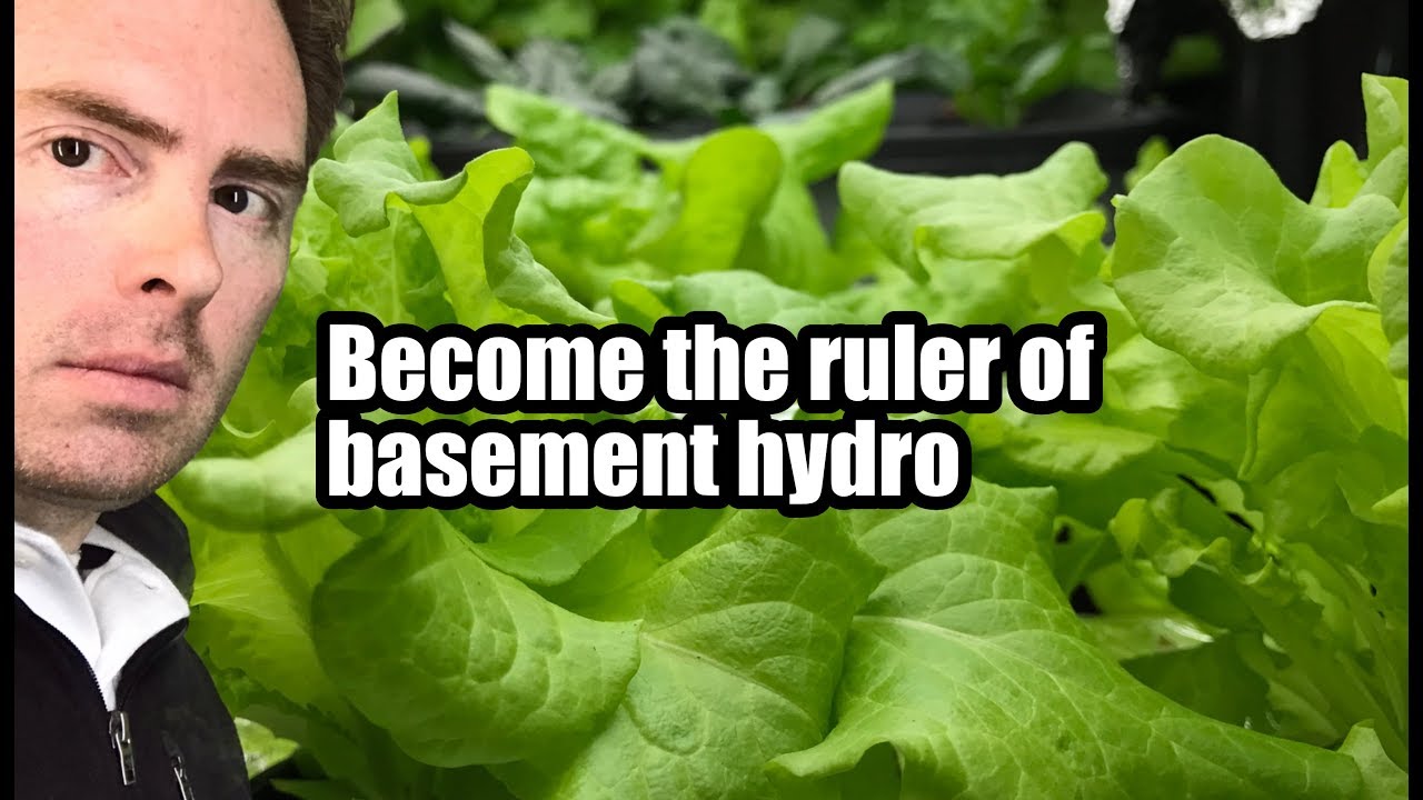 How to grow the world’s greatest Kratky hydroponics garden