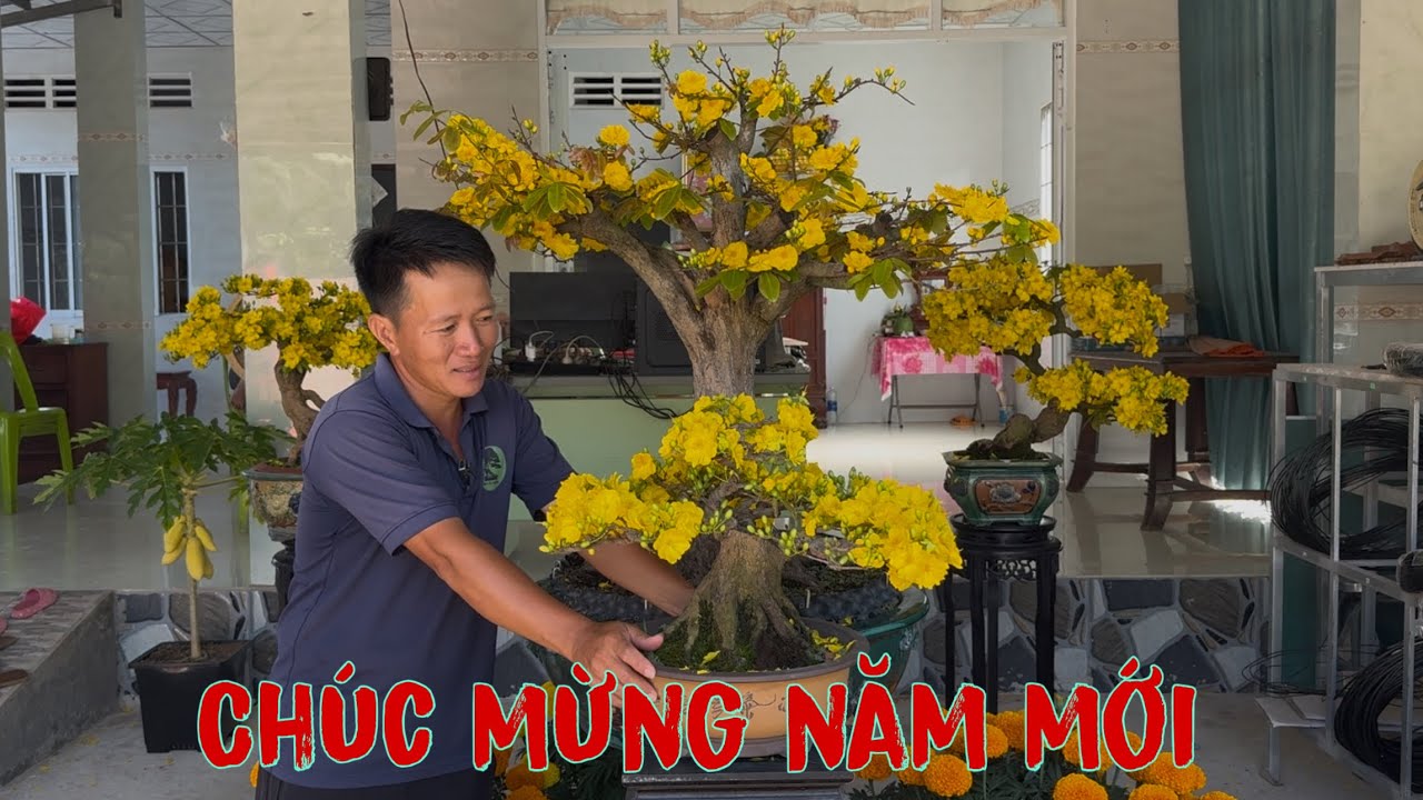 Chúc mừng năm mới và cập nhật mặt hoa vài giống mai trong vườn 