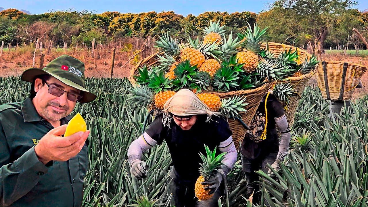 PLANTACIÓN DE PIÑA - Que tan DIFICIL es trabajar AQUÍ