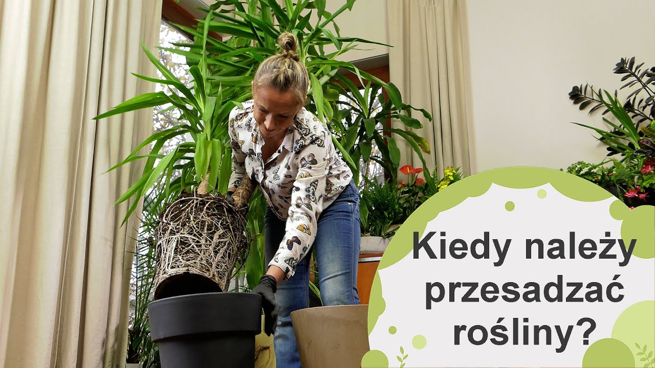 Przesadzanie roślin. Po czym poznać, że roślinę trzeba już przesadzić?