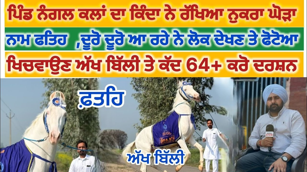 ਪਿੰਡ ਨੰਗਲ ਕਲਾਂ ਦੀ ਸ਼ਾਨ ਬਣਿਆ ਕਿੰਦੇ ਦਾ ਫਤਹਿ ਨੁਕਰਾ ਘੋੜਾ,
