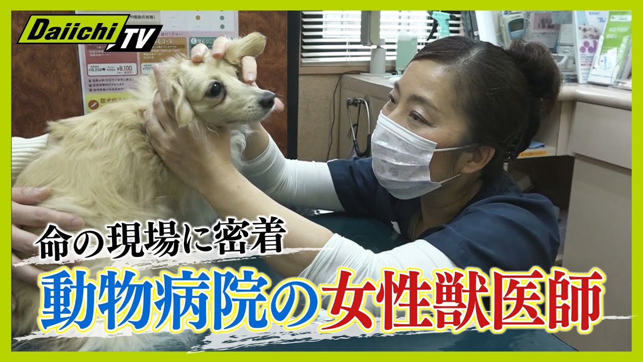 【密着】動物のSOSに全力疾走  命の現場で奮闘する女性獣医師【every.しずおか特集】