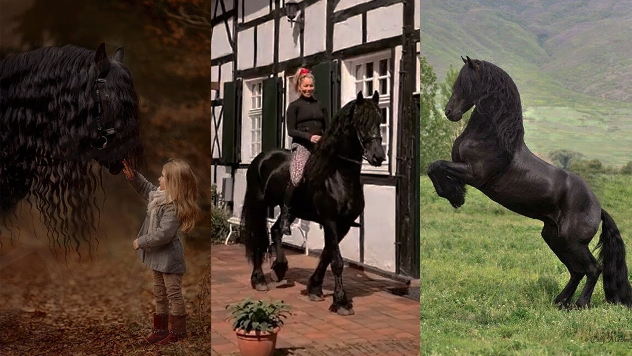 Incredible Friesian Horses pt 2