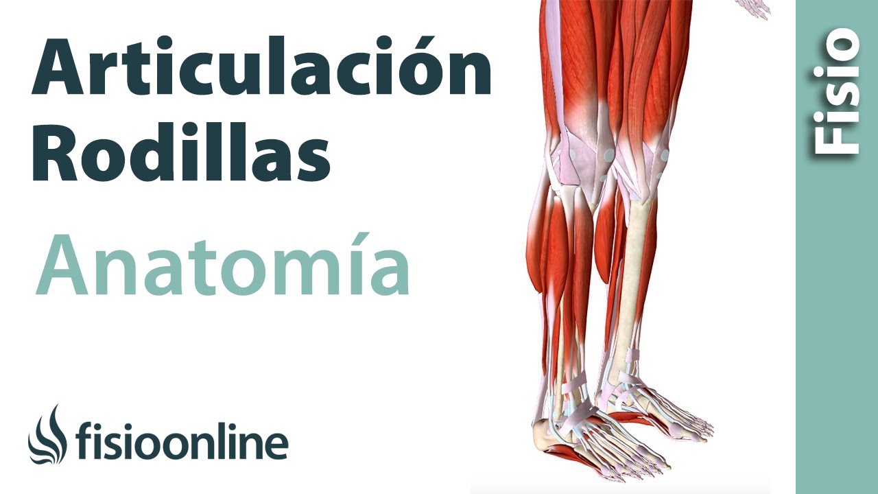 ARTICULACIÓN DE LA RODILLA. Huesos, ligamentos, movimientos y curiosidades.