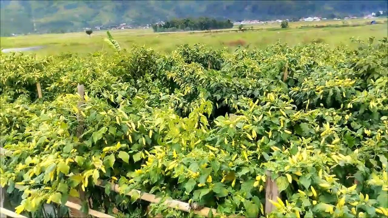 CABE SETAN MAS BRO,,,PUASA PANEN 