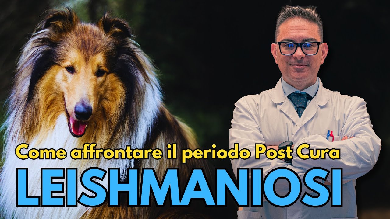 Come affrontare il periodo Post Cura // Leishmaniosi Canina