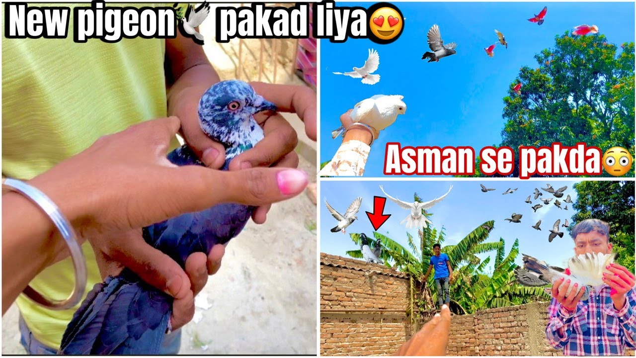 New green pigeon 🕊️caught😍 !! pigeon fell from the sky😳 