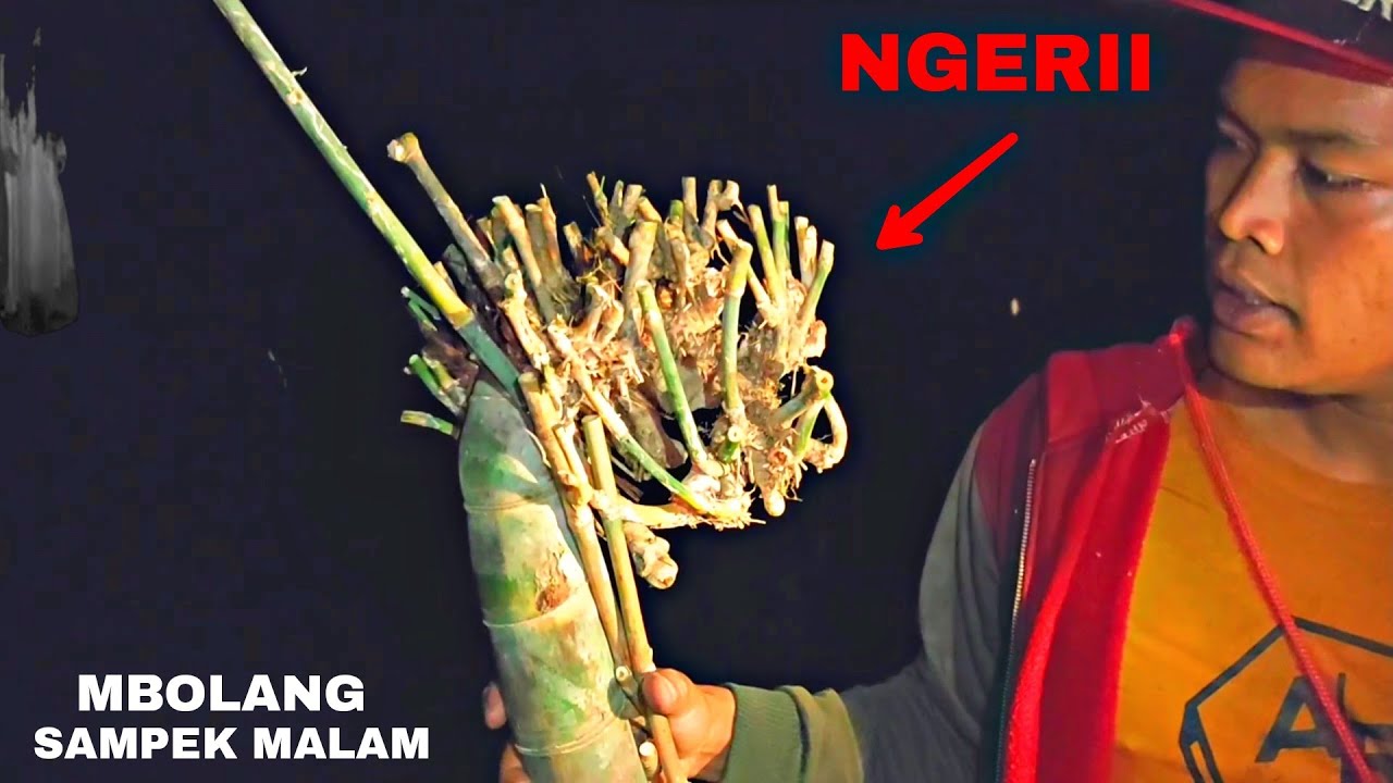 BAMBU UNIK DEGAN SEGAR JALU SULUR BAMBU KURUNG FILOSOFI HIDUP