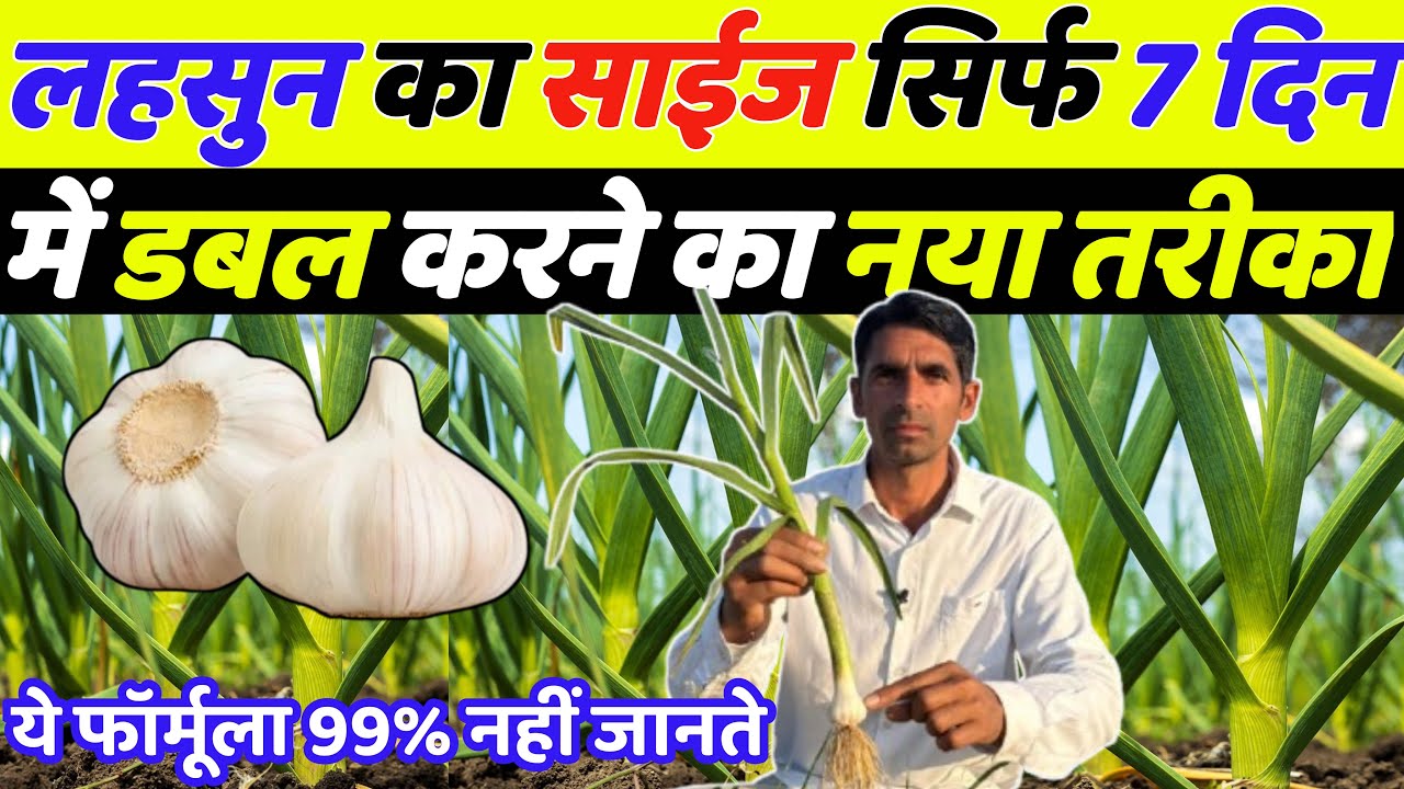 लहसुन का साइज सिर्फ 7 दिन में डबल करने का नया तरीका | Lahsun ka size kaise badhaye | Lahsun ki kheti