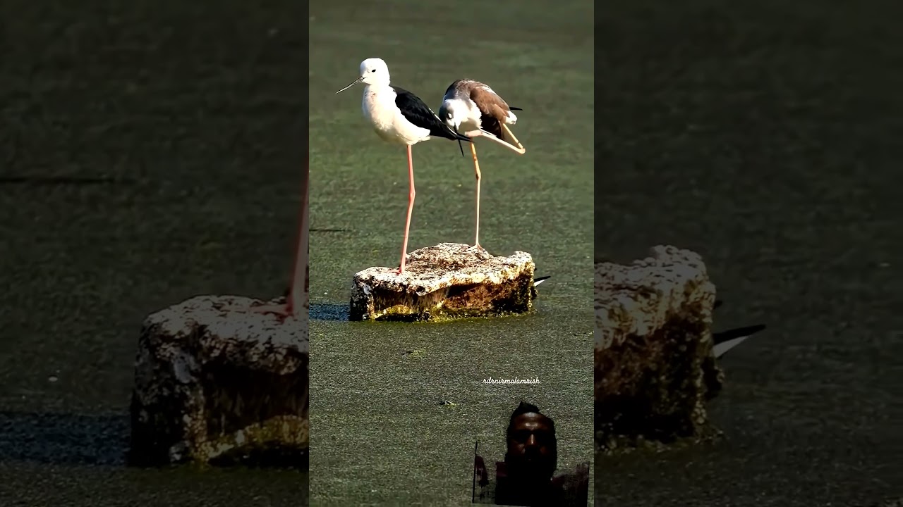 Ek peir wala pakhi