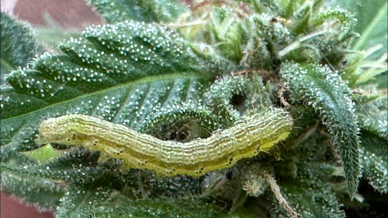Silk worm infestation leads to early harvest 