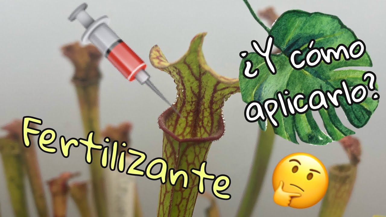 Fertilización en Plantas Carnívoras / Sarracenias
