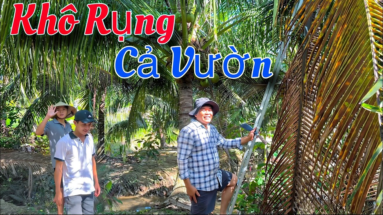 Vì Điều Này Mà Phải Bỏ Khô Và Rụng Hết Cả Vườn Thật Đáng Tiếc | Tập 1264
