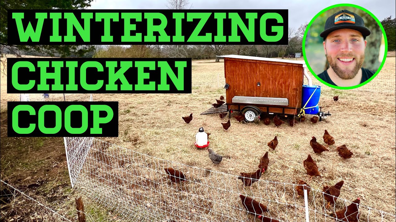 DO YOU NEED TO WINTERIZE YOUR CHICKEN COOP?
