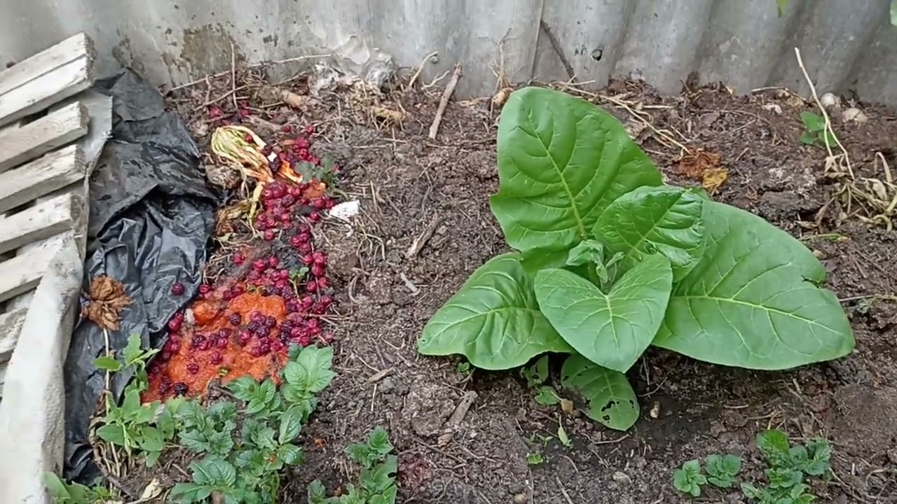 Новый сезон.