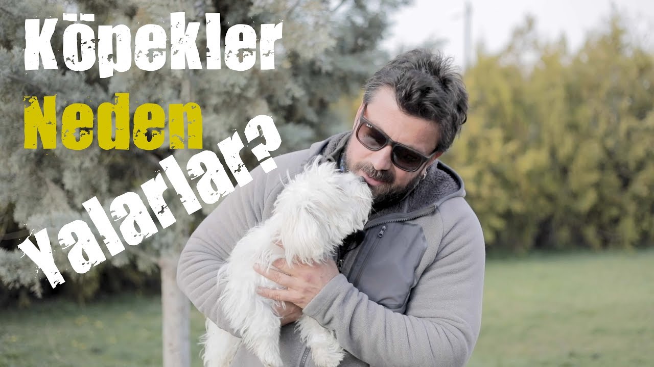 Köpekler Neden Yalarlar?