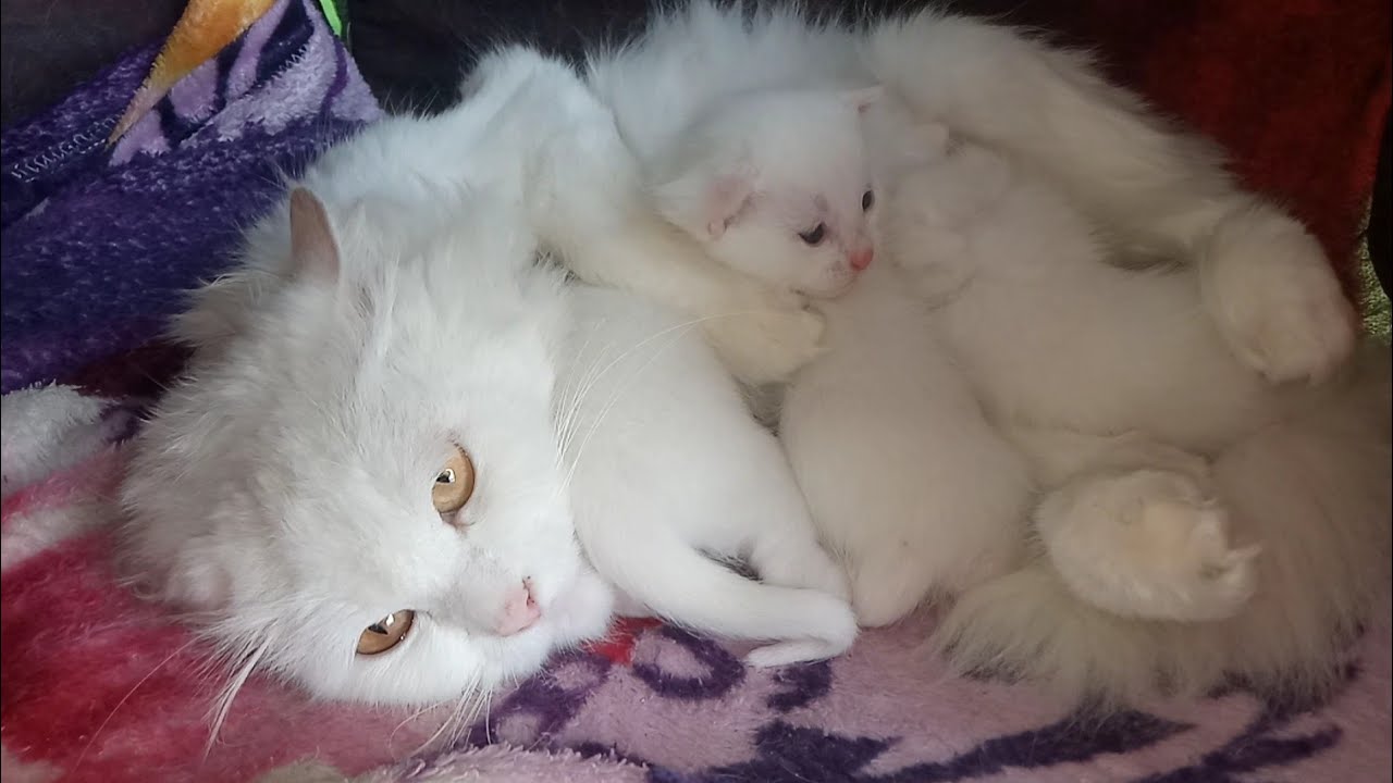 Naughty Kitten Crying As He Planned To Escape But His Claws Got Stuck On The House Wall