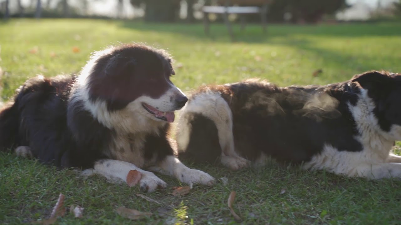 Il legnetto ed il cane!