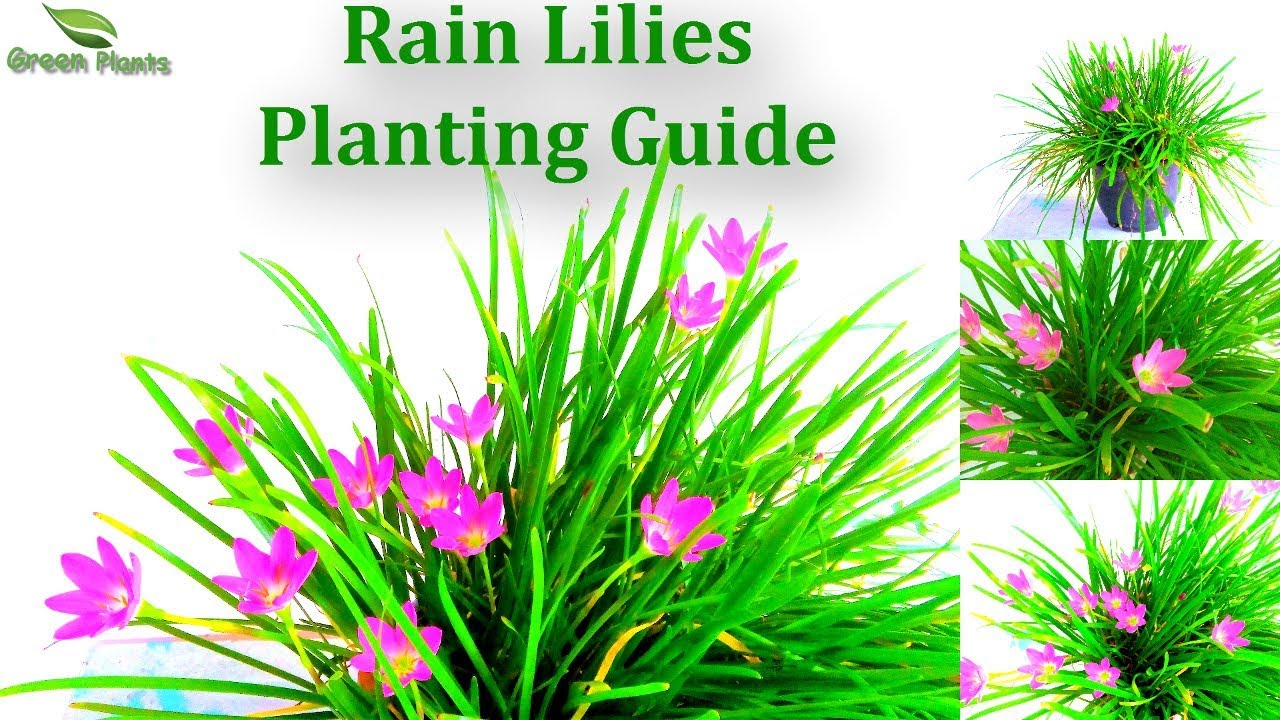 Rain Lilies Planting Guide With UPDATE | How to Grow Lots Of Rain Lilies in a Pot  //GREEN PLANTS