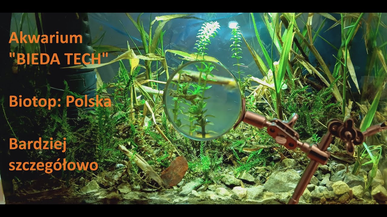 #2/02.2024 Akwarium Zimnowodne, po 10 dniach, 