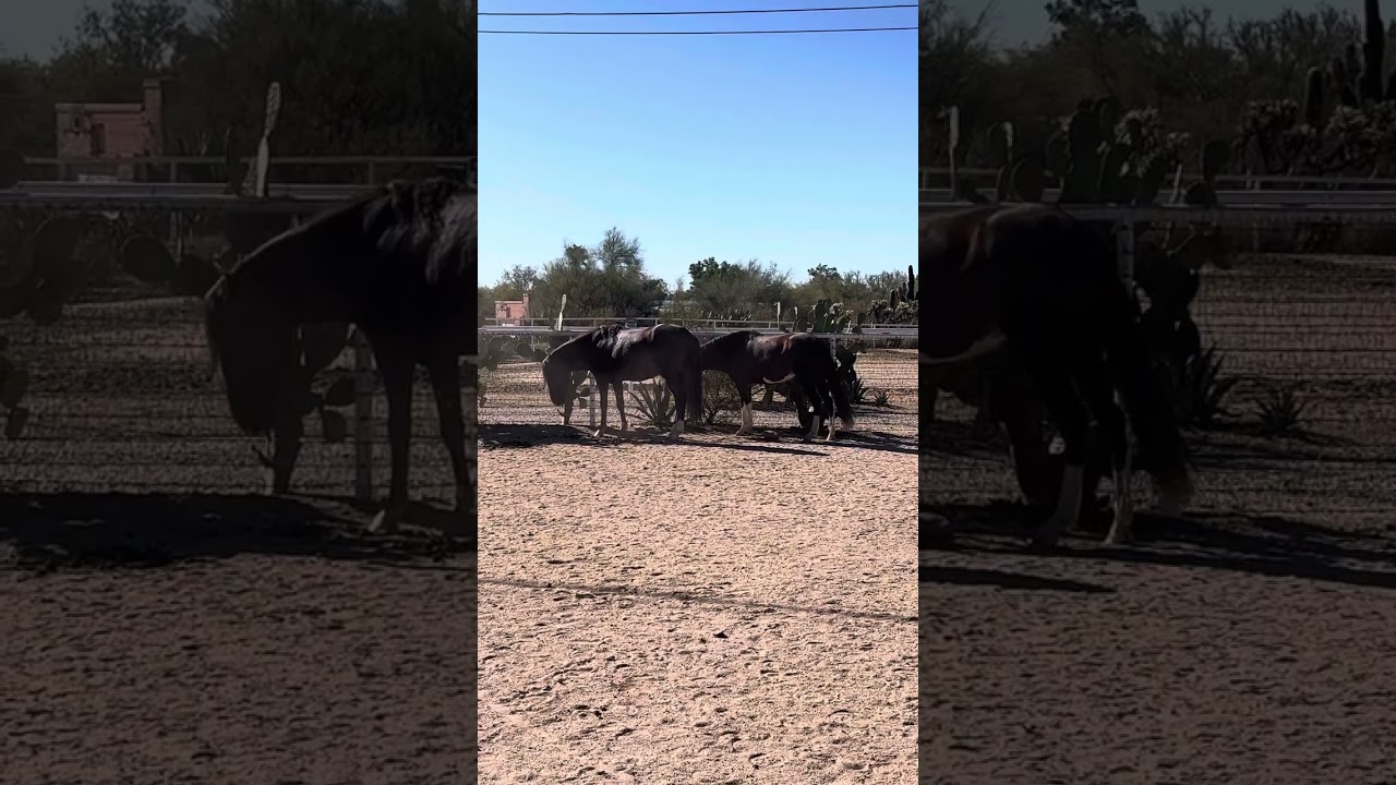 Peruvian mare 5 yrs old in heat. Maiden. Stallion being patiently. Pasture breeding ( not shown)