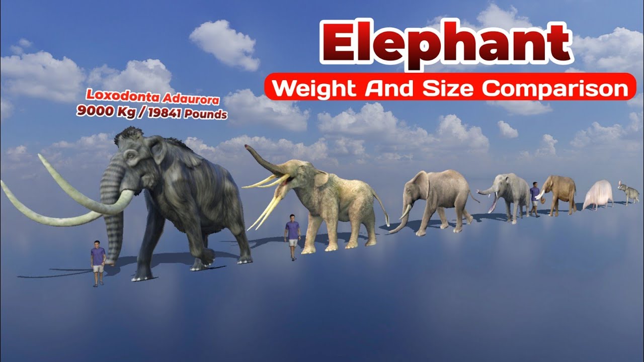Elephant Weight And Size Comparison / Mammoths Weight