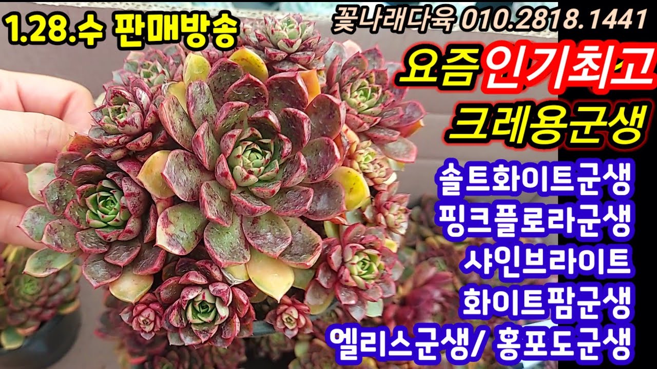 [1.28.수.판매방송]요즘에 인기최고 크레용! 솔트화이트, 베르테르, 레드벨벳, 엘리스군생, 홍포도군생 입고 💕이꽃나래다육 010.2818.1441 