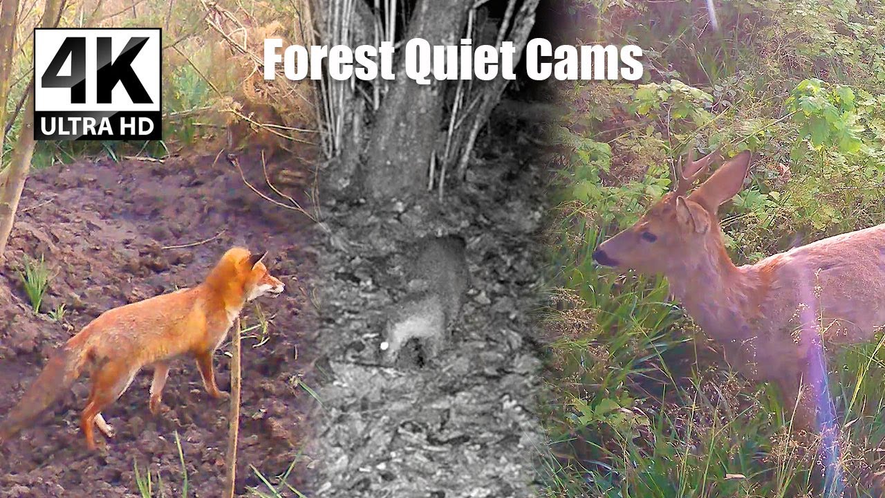 Fox, Otter, Wild Boars & Deer Caught on Trail Camera | Forest Wildlife