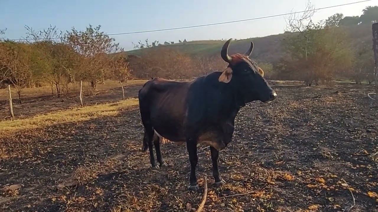 Comprei uma Vaca parida , confira o pre&ccedil;o.