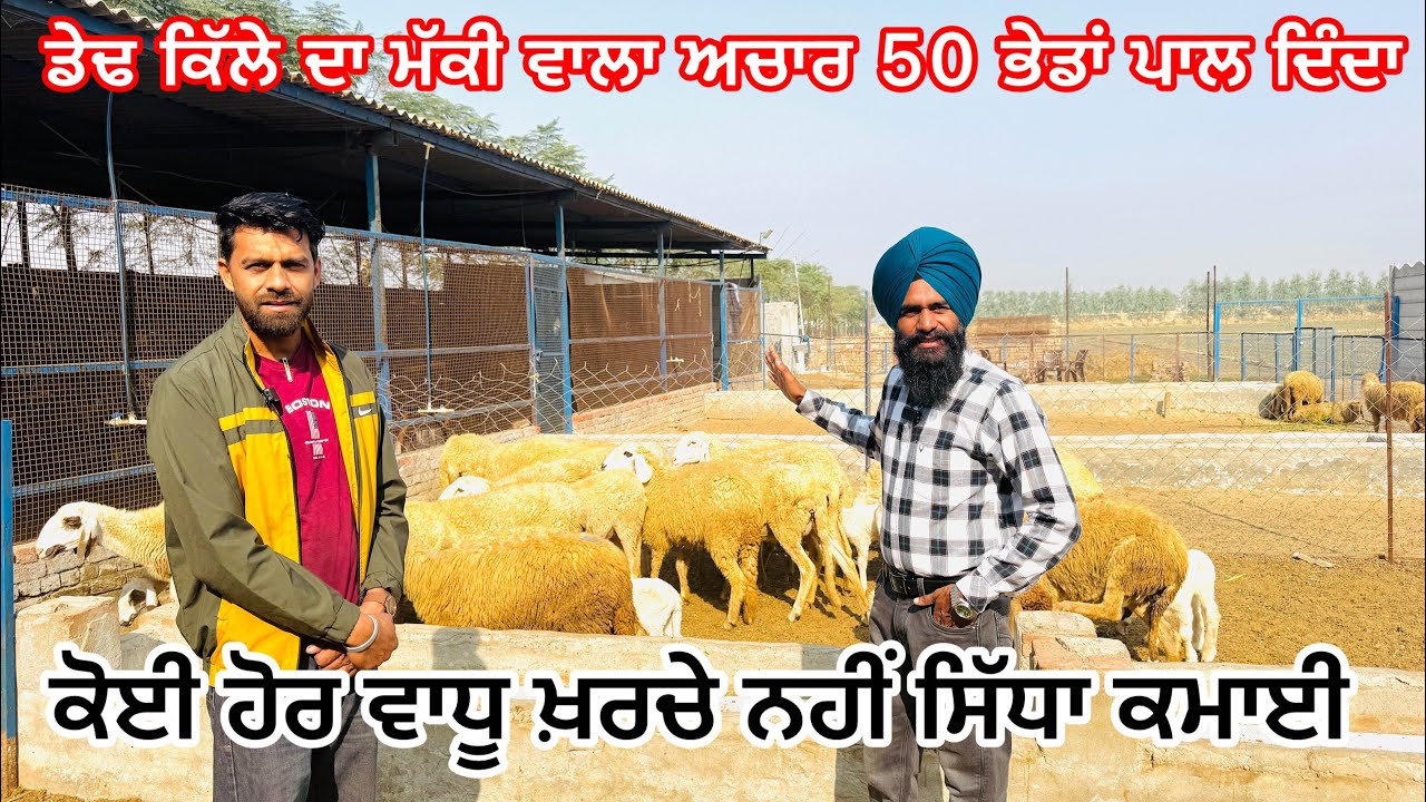 50 ਭੇਡਾਂ ਪਾਲ ਦਿੱਤਾ ਡੇਢ ਕਿੱਲਾ ਮੱਕੀ ਦਾ ਅਚਾਰ ਹੋਰ ਕੋਈ ਬਿਮਾਰੀ ਤੇ ਵਾਧੂ ਖਰਚ ਨਹੀਂ 