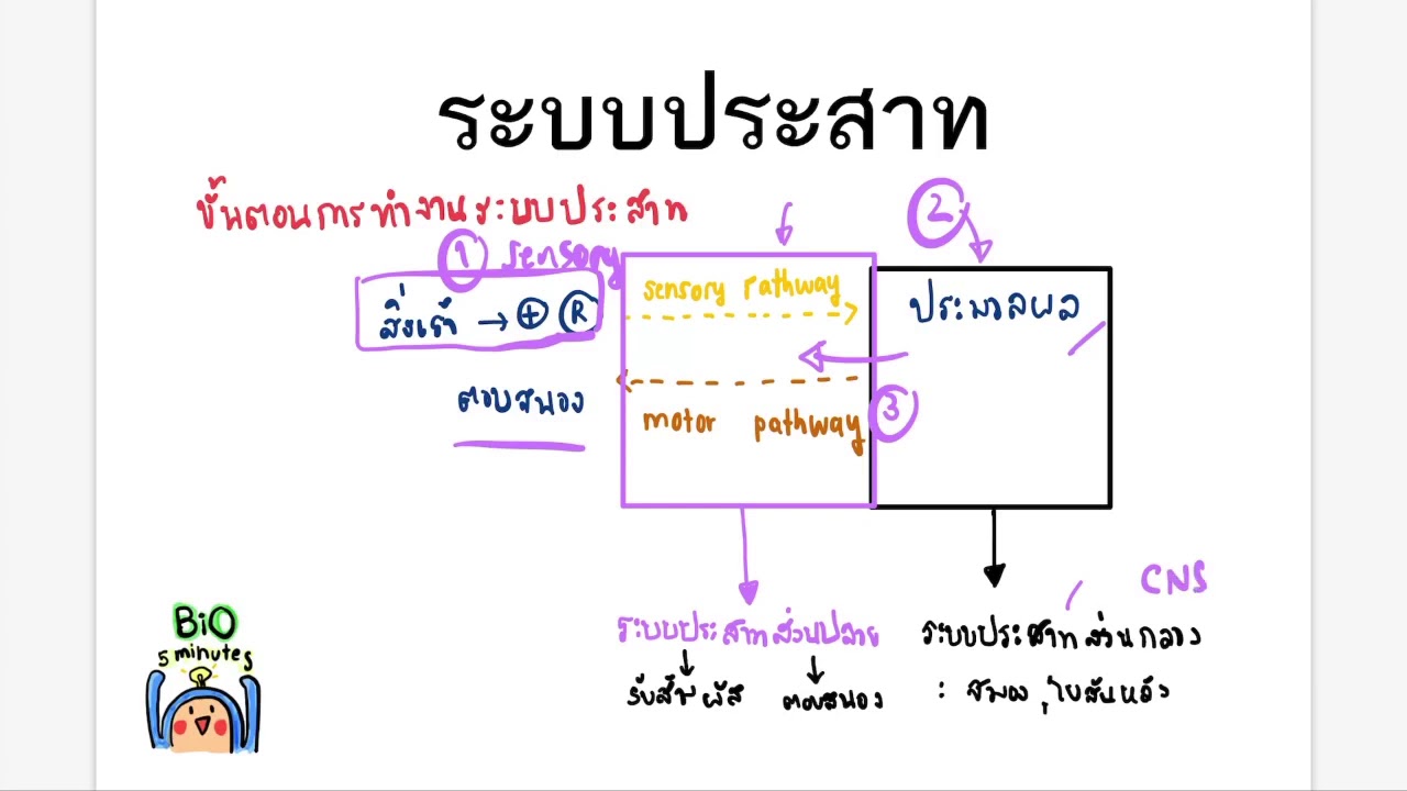 1 Introduction to nervous system