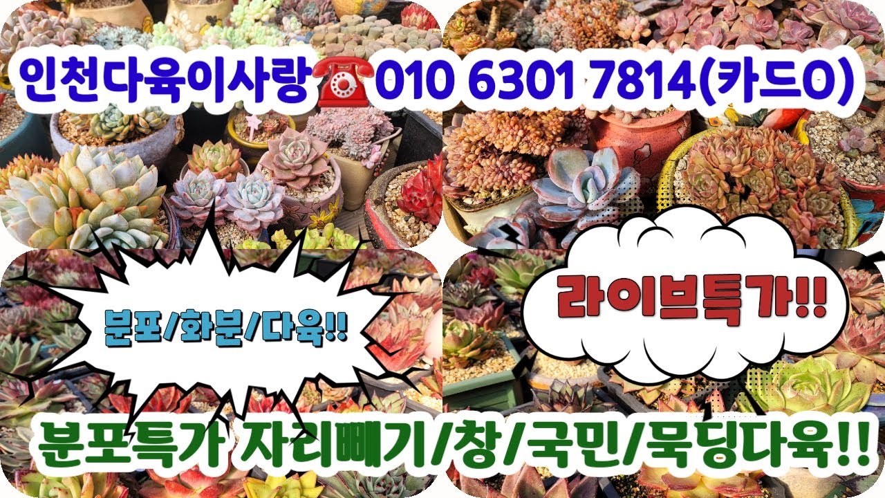 인천다육이사랑☎️010 6301 7814(카드O) 💗국민다육/분포/중고분/창/국산수제분 #다육쇼핑#초보다육